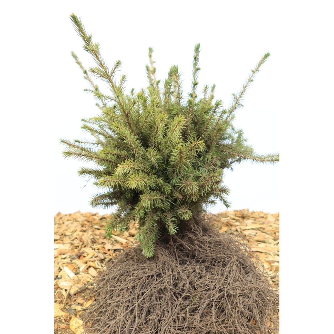 Serbgran – Picea omorika - 25-40 CM bare root 2/1